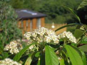Lodges for sale Cornwall
